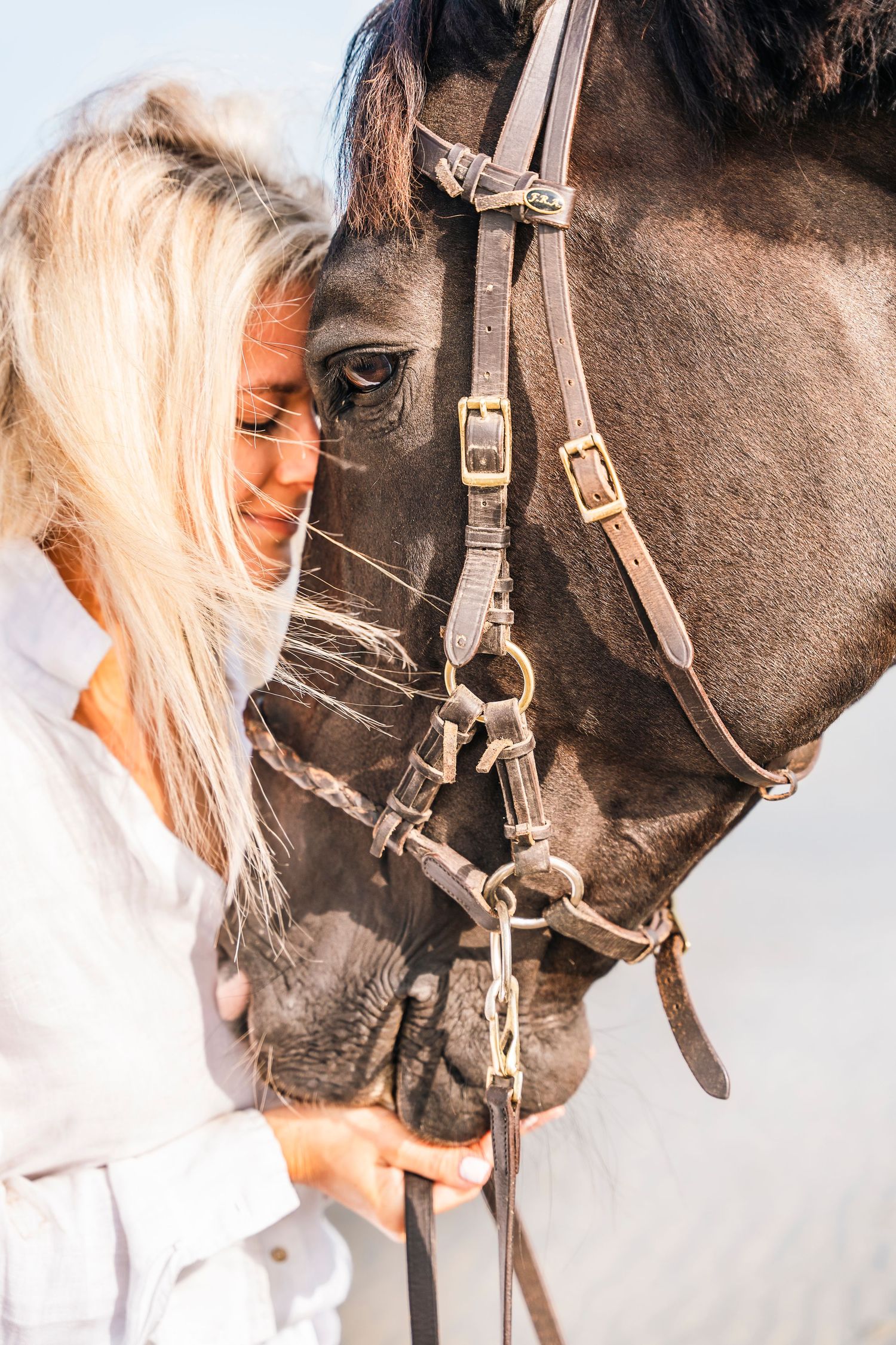 A close-up shot of a brown horse wearing leather tack against a bright background.