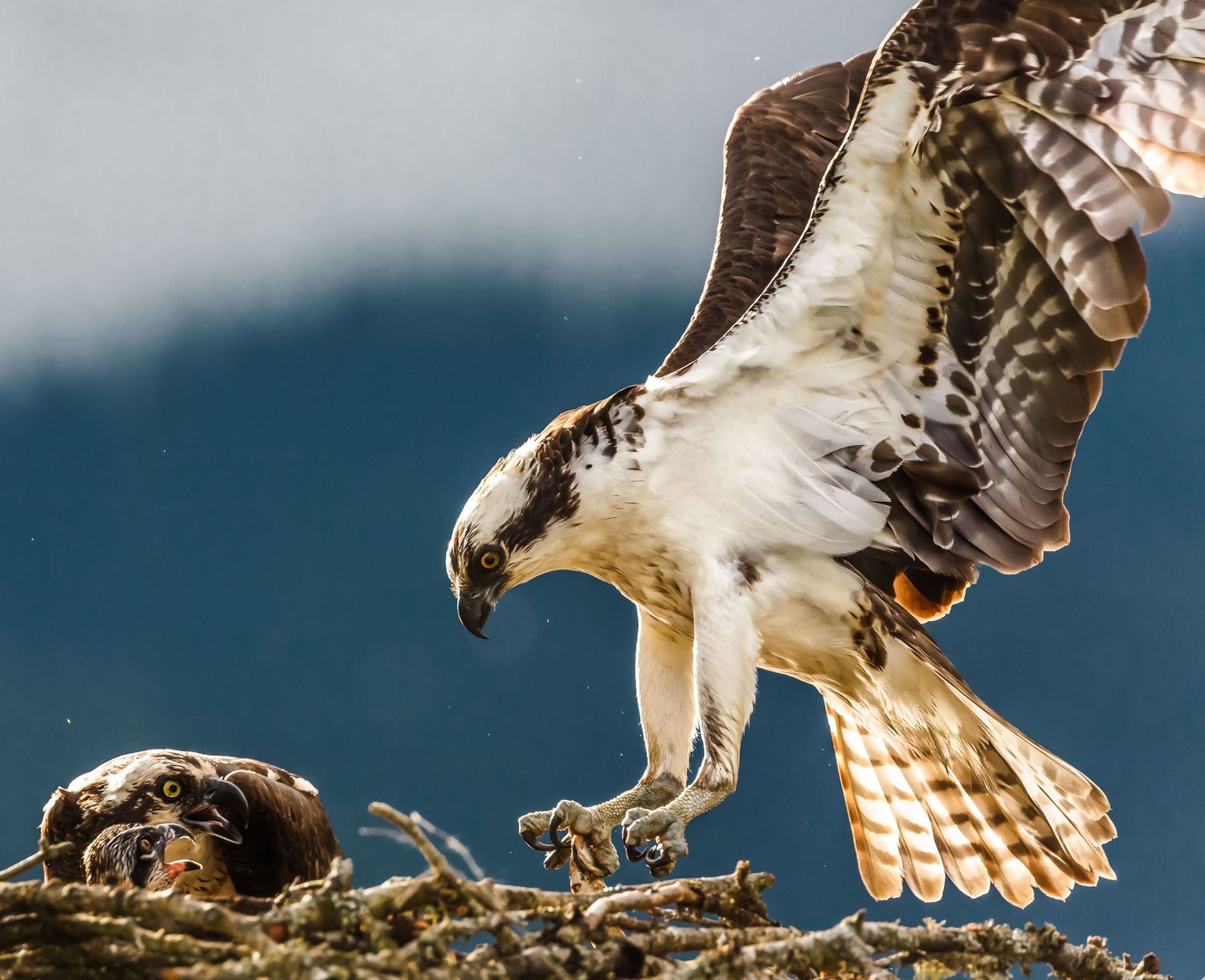 Osprey, Pitt Lake, Pitt Meadows