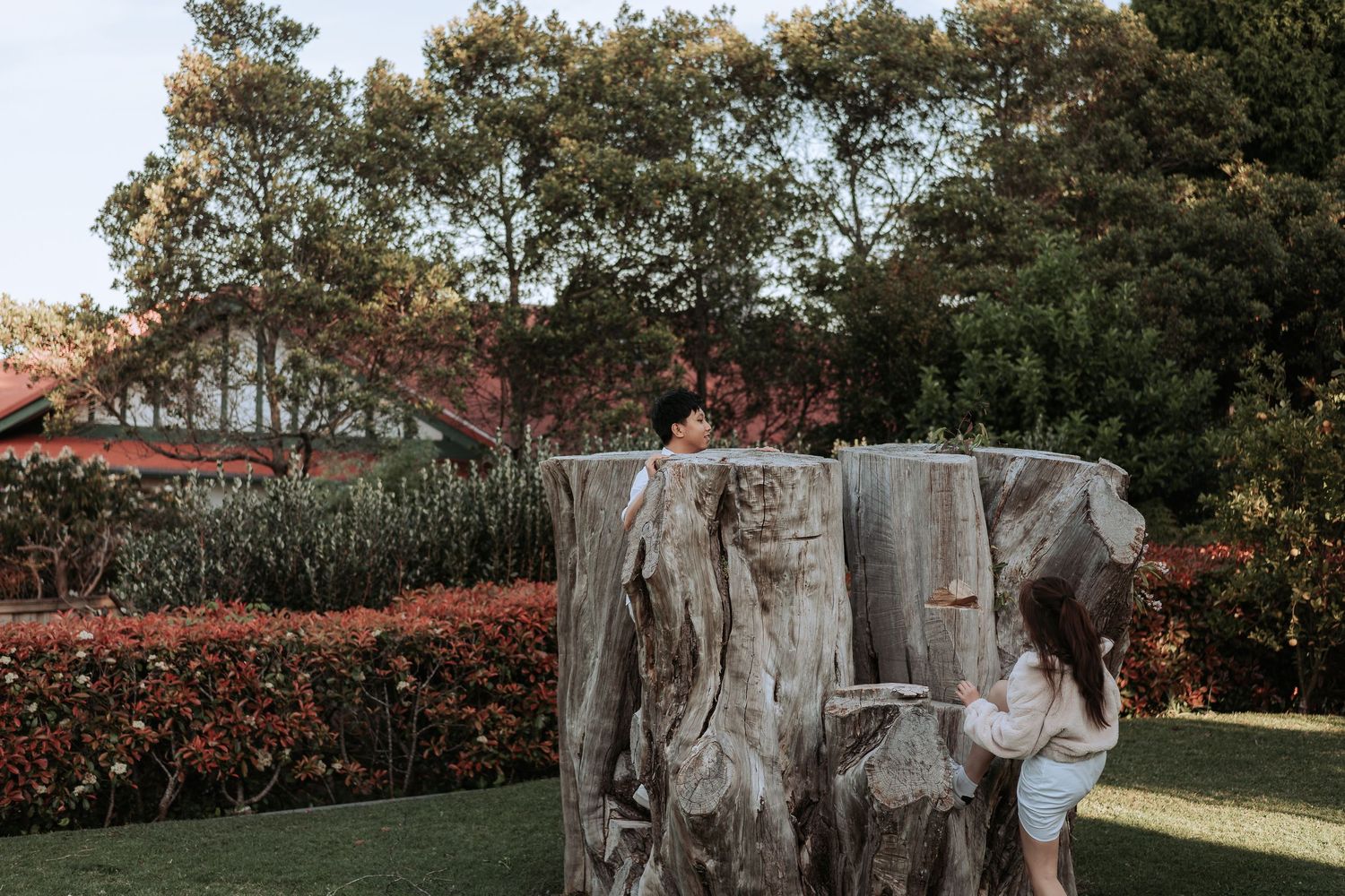 A large weathered tree stump creates a natural sculpture in a well-maintained garden setting.