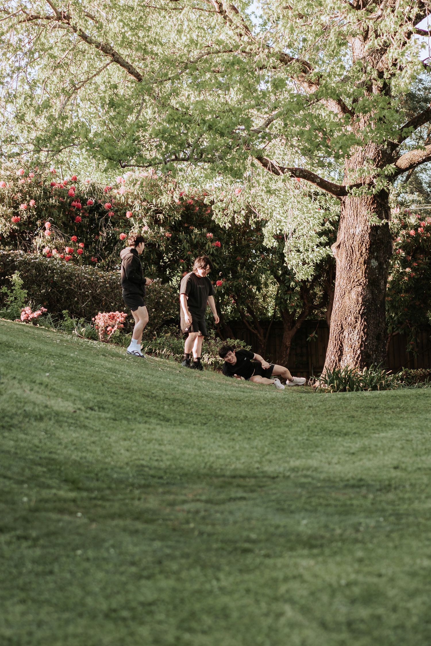 People relaxing on a grassy hillside under blooming cherry blossom trees in a peaceful garden setting.