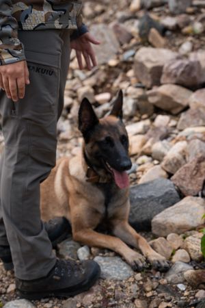 A Belgian Malinois dog rests on rocky terrain next to someone wearing tactical pants and boots.