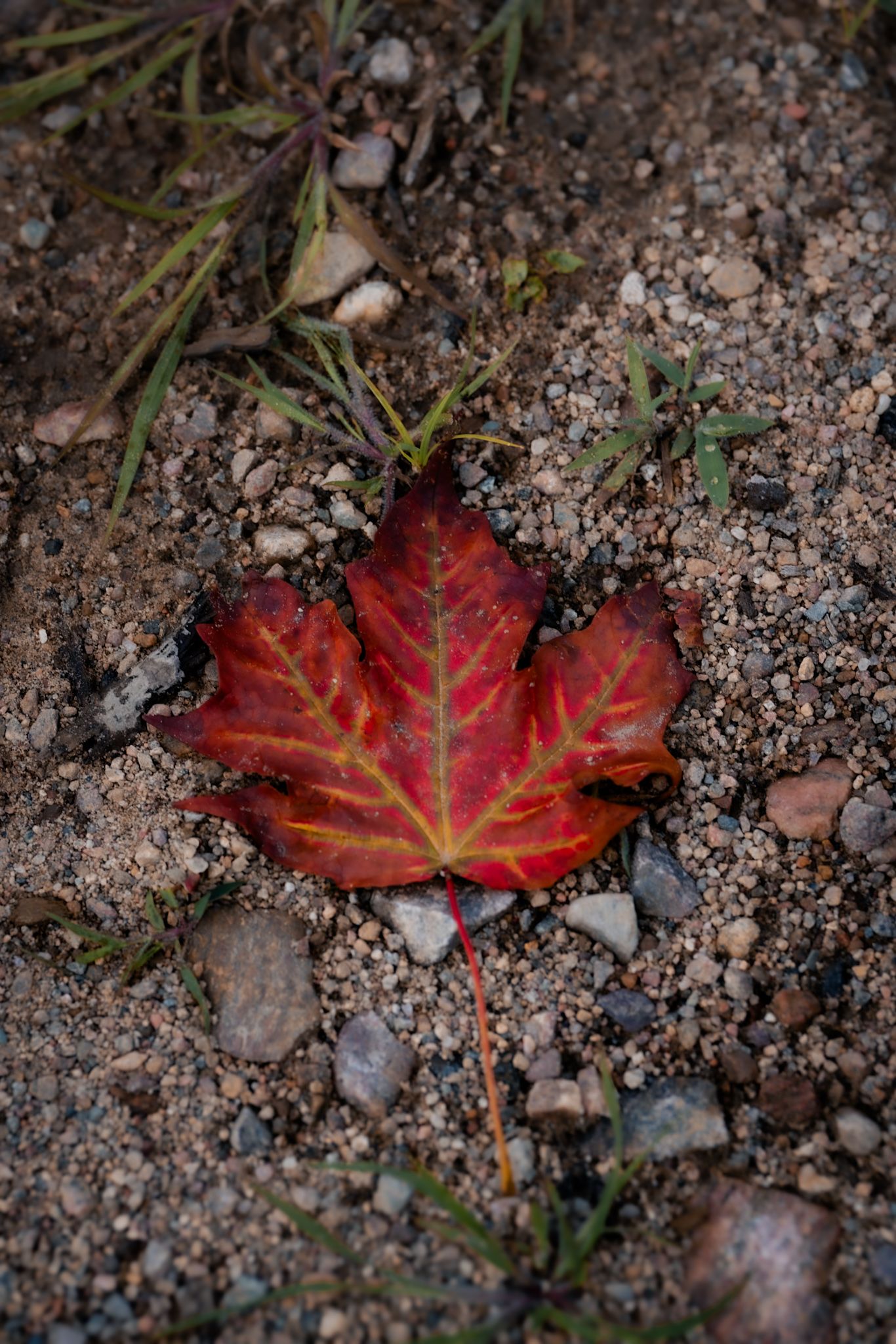 A vibrant red maple leaf with yellow veins rests on sandy ground surrounded by small rocks and sparse grass.