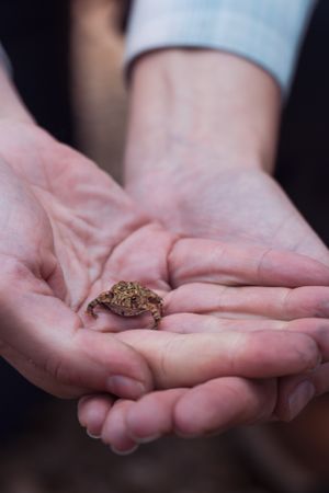 A small brown toad rests in cupped hands being held gently by someone wearing blue sleeves.