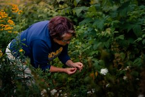 Someone in a navy sweatshirt kneels down to examine plants in a lush garden with orange flowers.