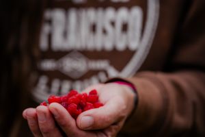 Hand holding fresh red raspberries with blurred brown background.