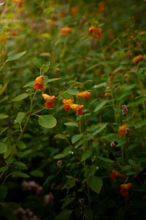 Orange jewel weed flowers bloom among lush green foliage in a garden setting with soft bokeh background.