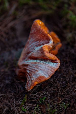 Close-up macro photo of an orange and white mushroom growing on dark soil in nature.