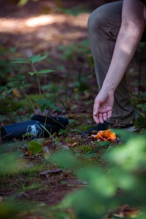 Hand reaching down to small orange mushrooms growing on forest floor with camera equipment visible nearby.