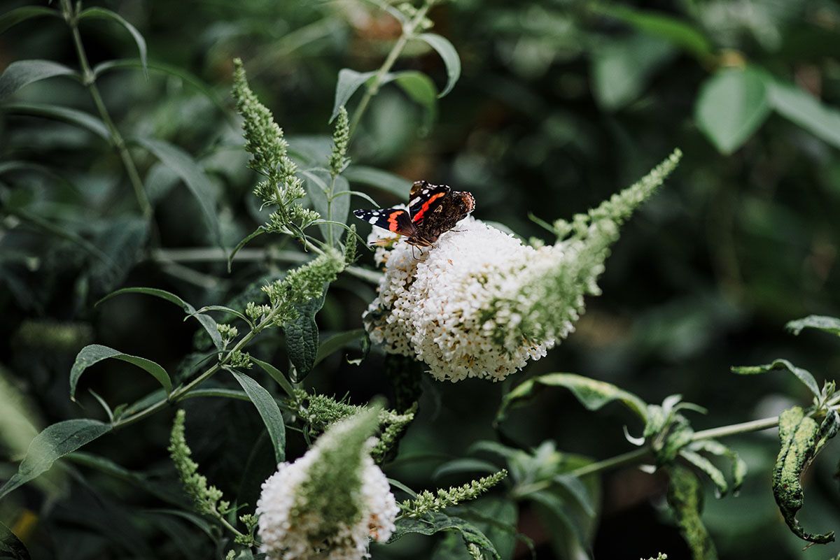 Fine art wildlife photography of a Red Admiral butterfly feeding on a white buddleia bush fine art nature photographer Kathryn Hopkins