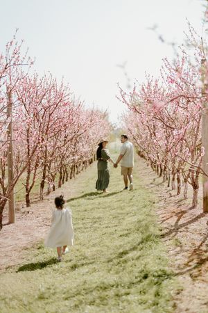 A serene spring scene with pink cherry blossoms in rows on a grassy hillside, capturing an ethereal atmosphere.
