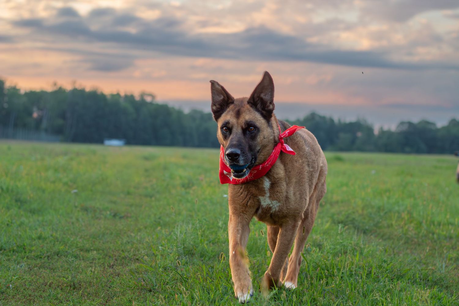Belgian Malinois dog wearing a red leash running across a green field at sunset.