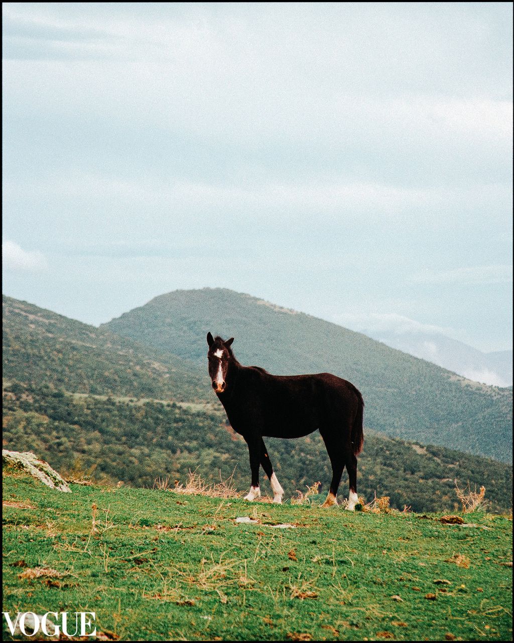 Black horse on grassy slope with layered mountain backdrop