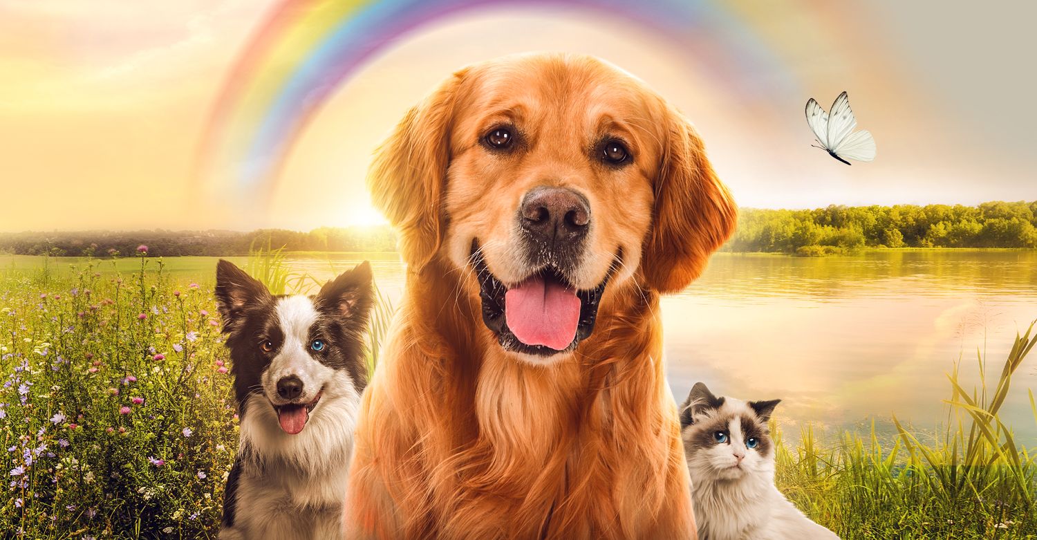 Golden retriever, border collie, and cat sitting together under a rainbow in a sunny meadow by a lake.