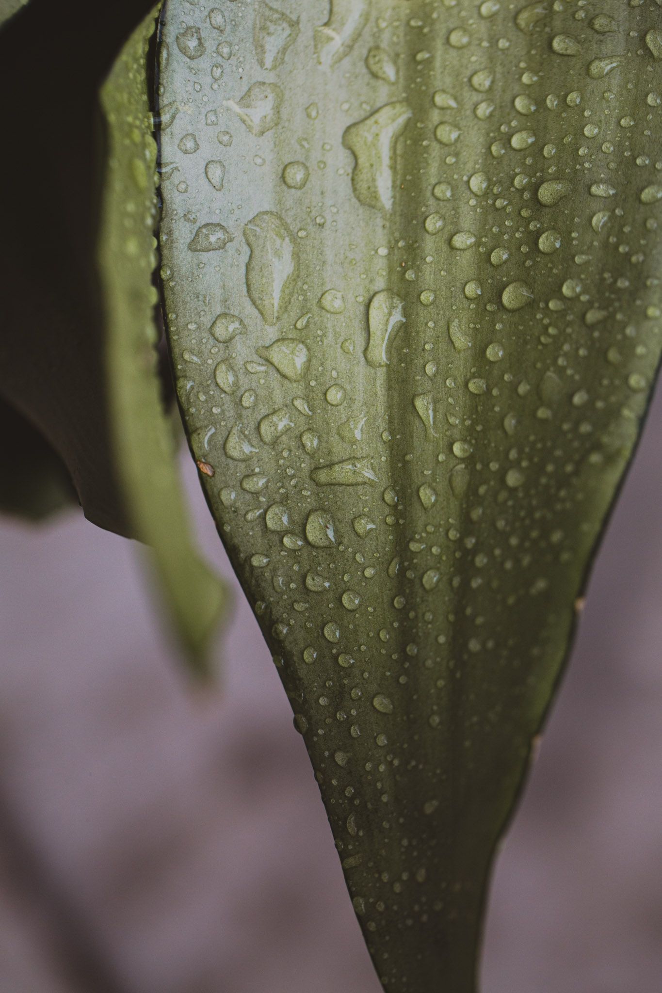 Maryrose Serac Photography - Lifestyle and Event Photography