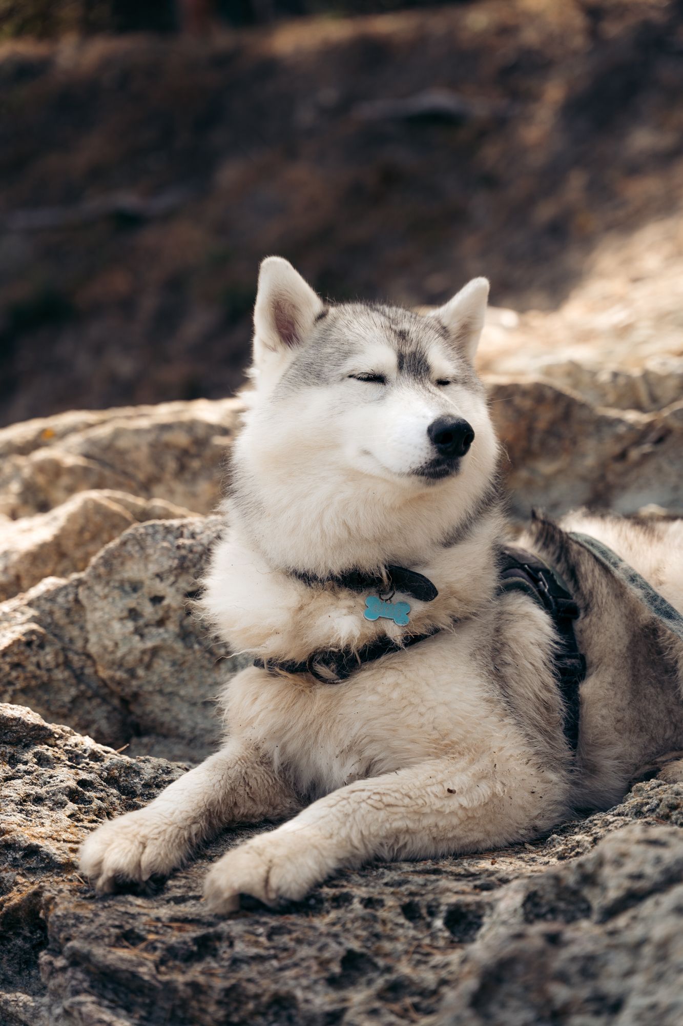 husky couché