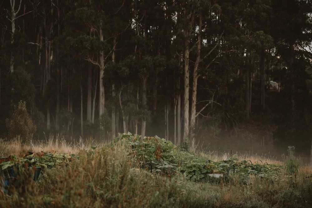 Air bnb content shoot at Old Orchard Farm Stay in the Huon Valley, Tasmania. Captured by Joss Jensen Photography