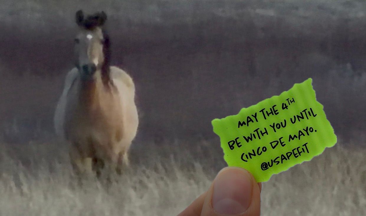 Hand holding a green sticky note with humorous text in front of a wild horse in a misty field.