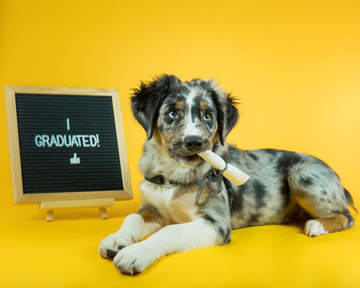 Merle Australian Shepherd puppy holding a diploma in its mouth, lying next to an I Graduated sign on yellow background.