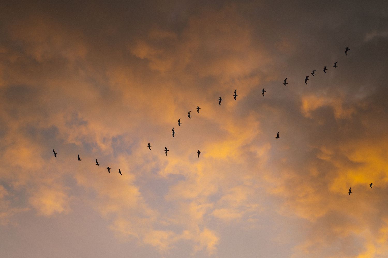 Birds flying in V-formation against a dramatic golden sunset sky with orange and purple clouds.