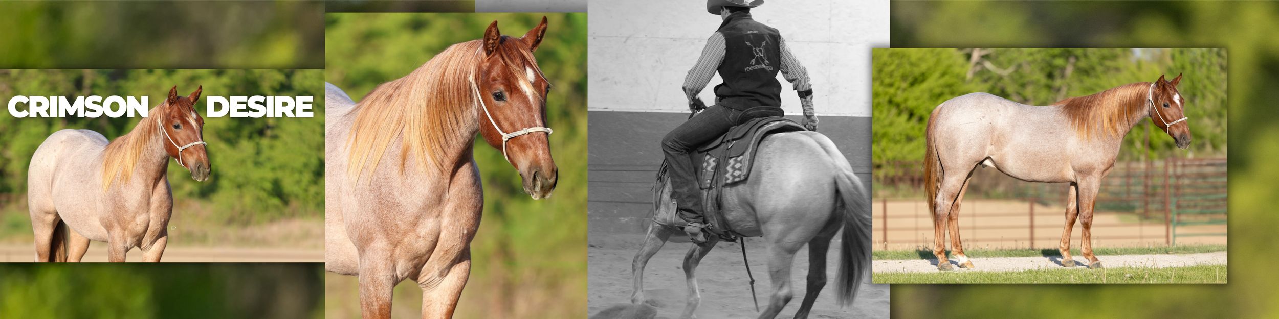 EQUINE PROMOS
