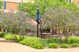 Vibrant purple blooming trees line a sunny urban sidewalk with green shrubs and a decorative lamp post.