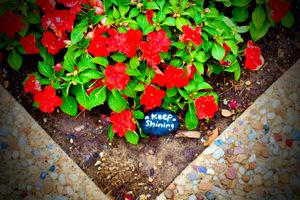 Vibrant red flowers in garden bed with small Keep Shining sign among decorative stones.