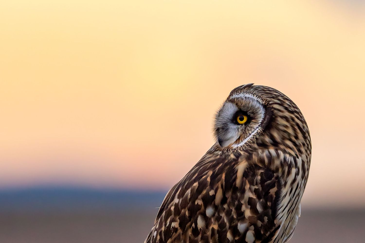 Sunset with a short eared owl in Washington