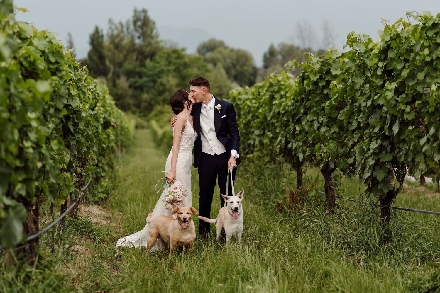 Bride and groom kissing in a vineyard while their two white dogs sit beside them.