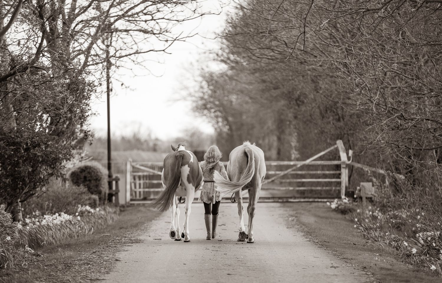 A series of seven photos showing a white horse and rider interacting at a wooden fence in an outdoor setting.