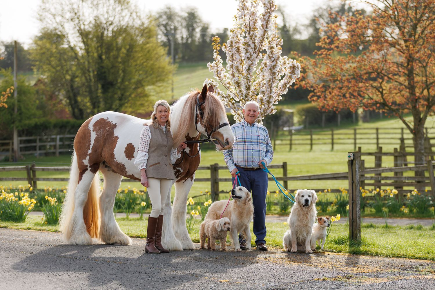 Couple standing with a Gypsy Vanner horse and two golden retrievers on a scenic farm path with spring blossoms.