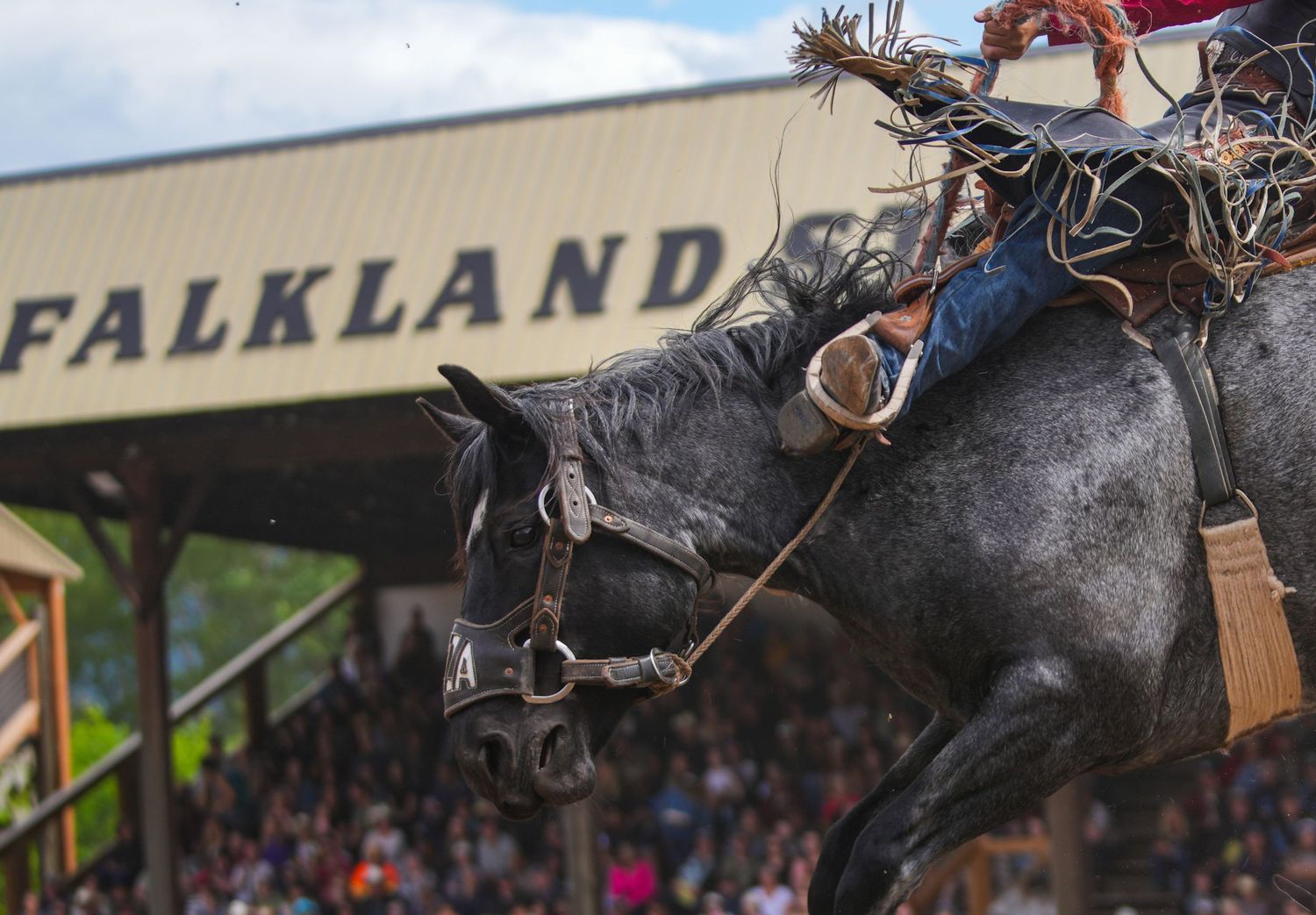 Falkland Stampede