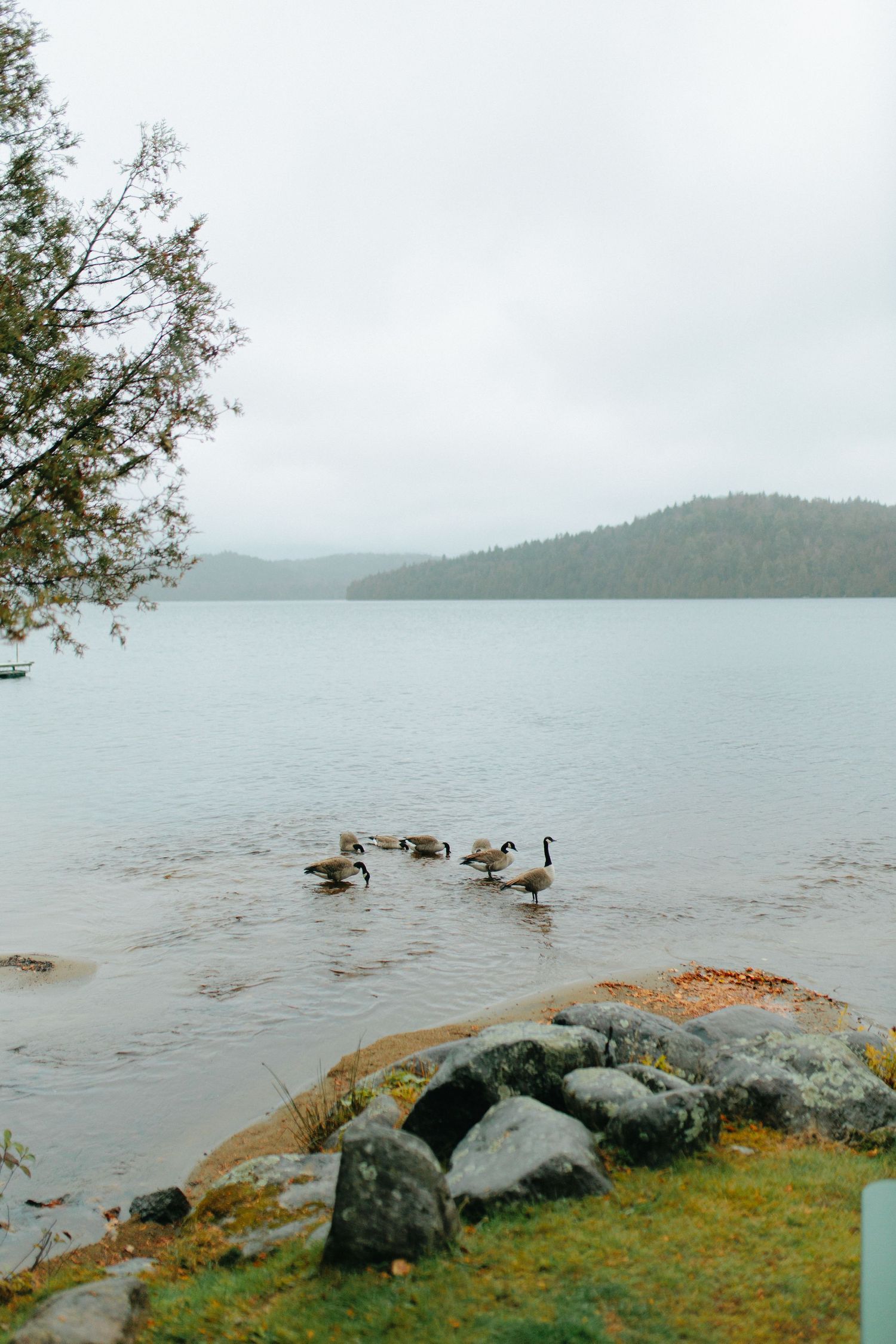 Scenic lakeside view with ducks swimming near rocky shores and misty mountains in the distance.