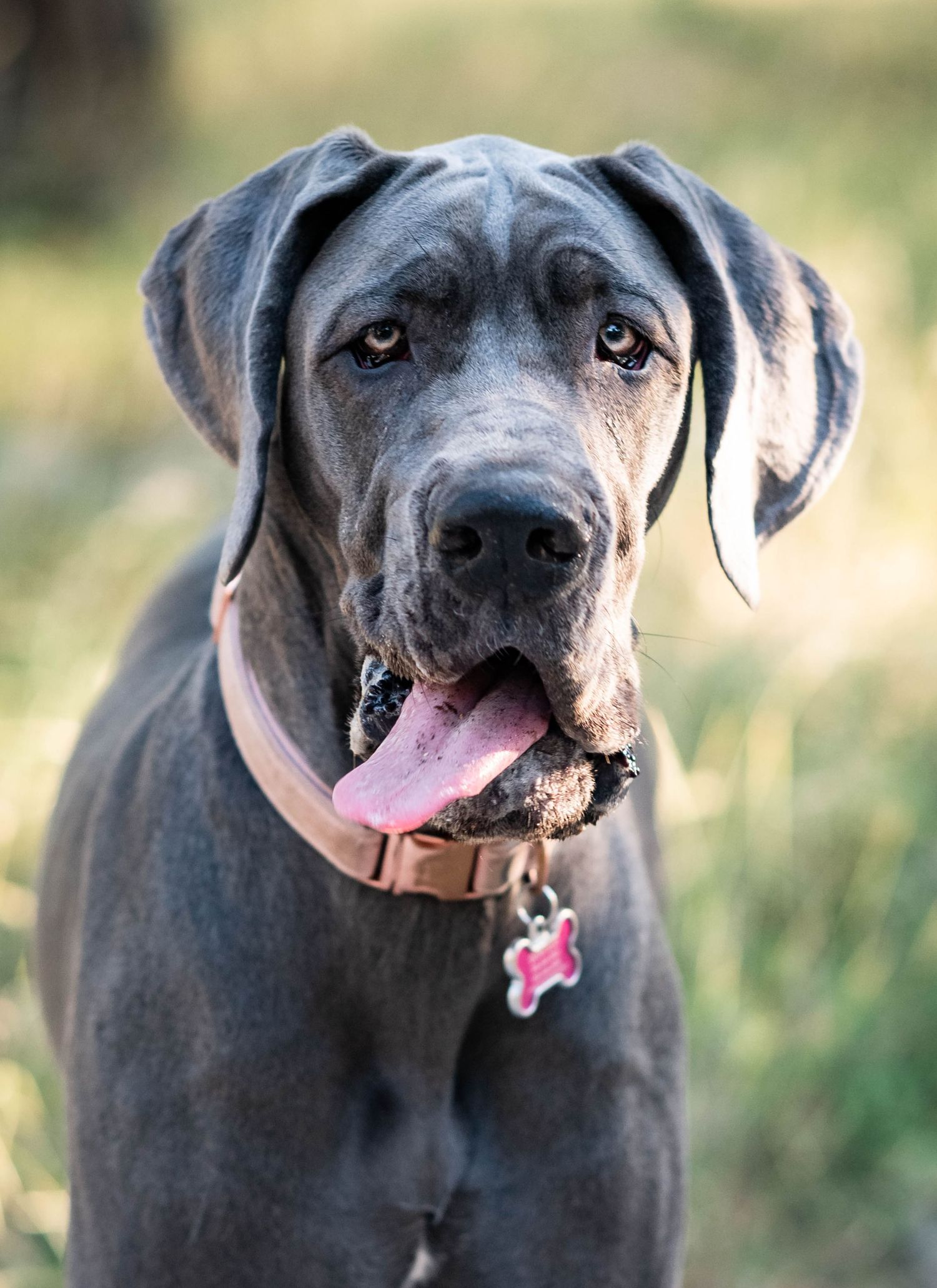 Close-up portrait of a blue Great Dane dog with tongue out wearing a pink collar outdoors.