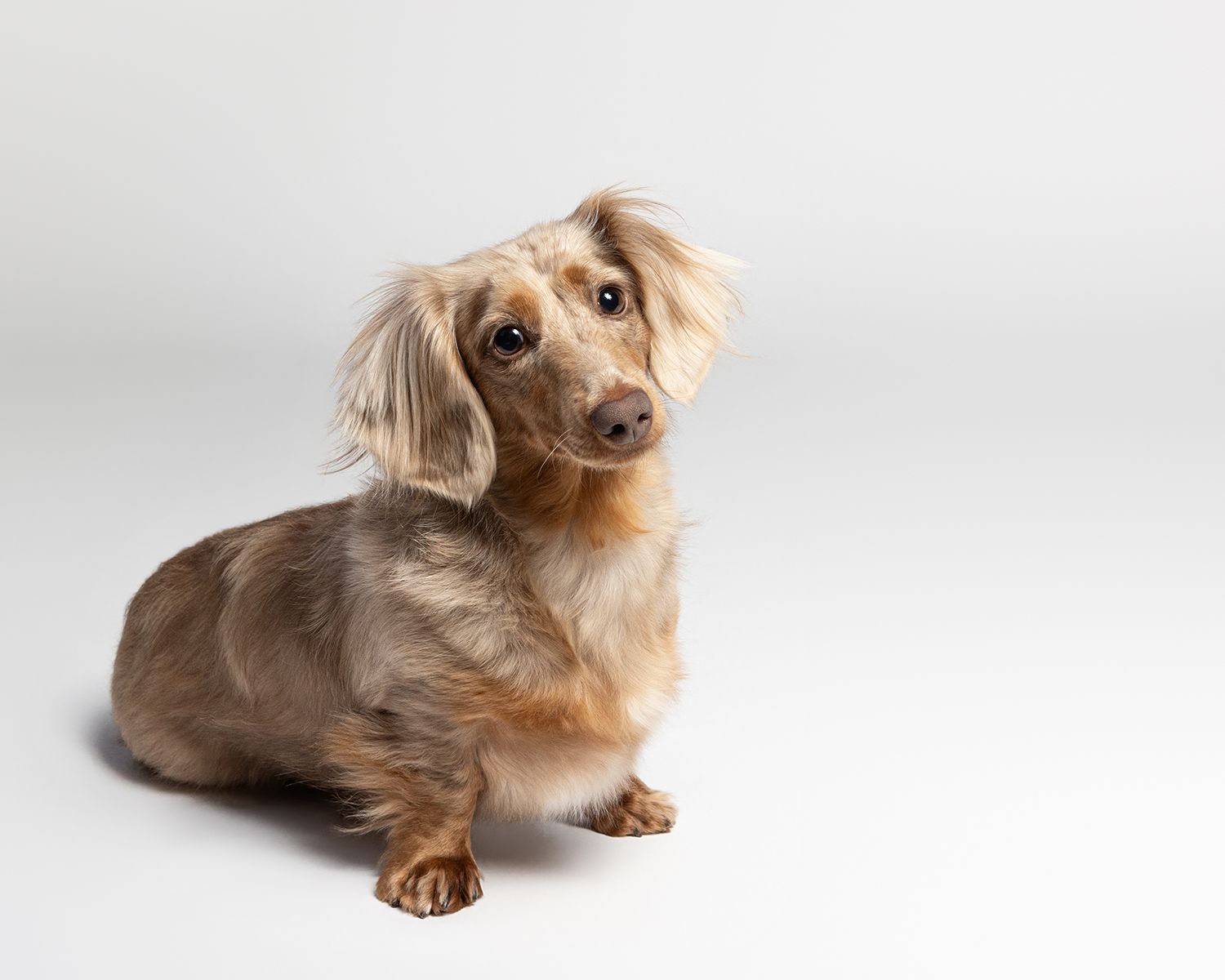 A long-haired dachshund sits and looks upward with an attentive expression on a white background.