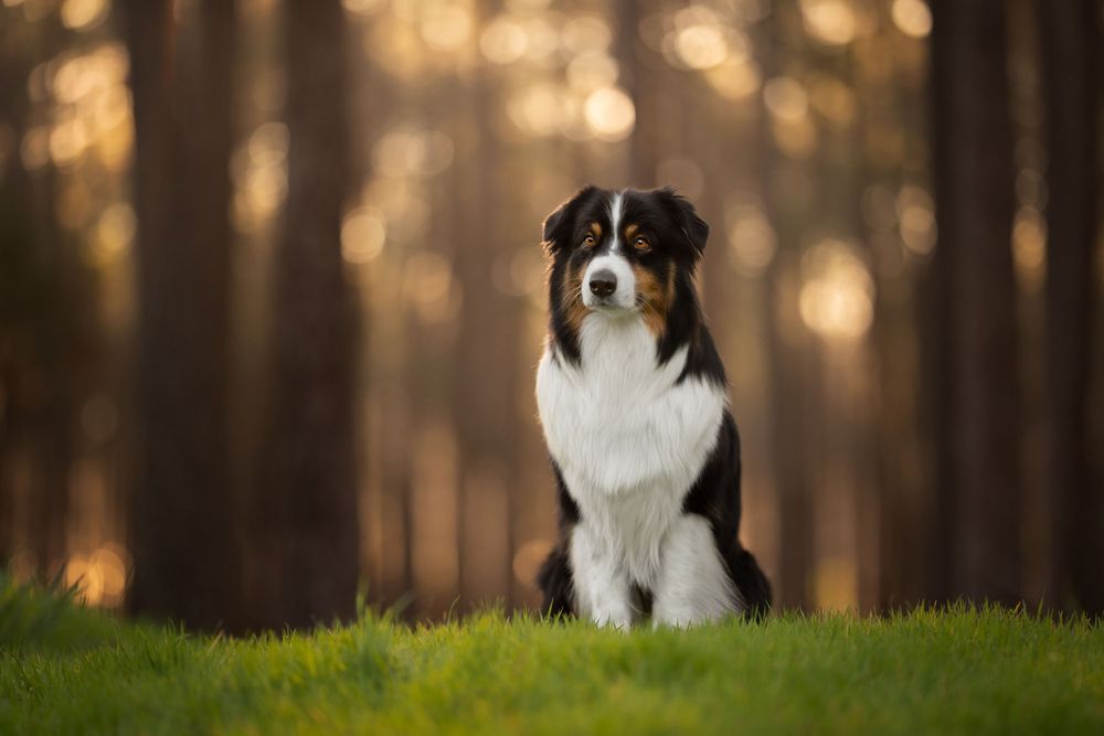 An Australian shepherd dog sits attentively in a forest with sunlit bokeh in the background.