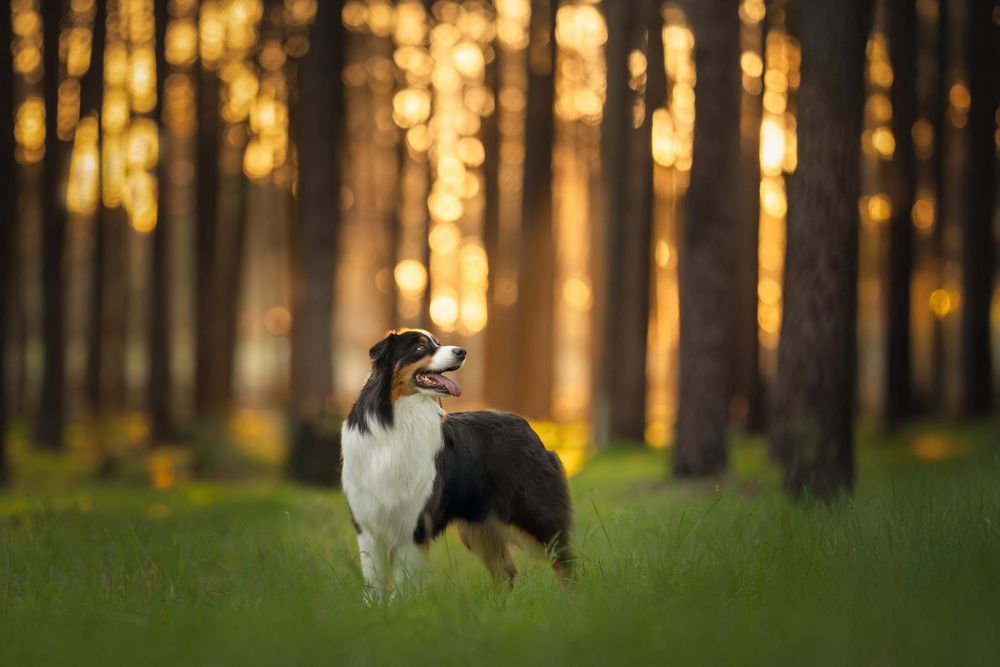 A dog runs through a sunlit forest with golden light filtering through tall pine trees in the background.
