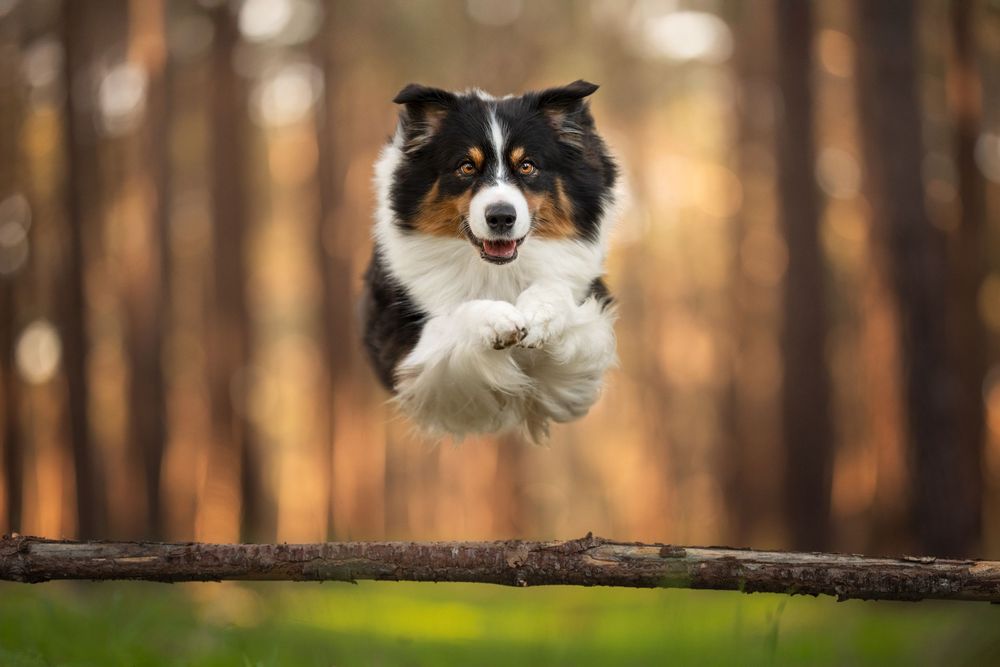 An Australian Shepherd dog jumps attentively in an autumn forest with orange and brown trees in the background.