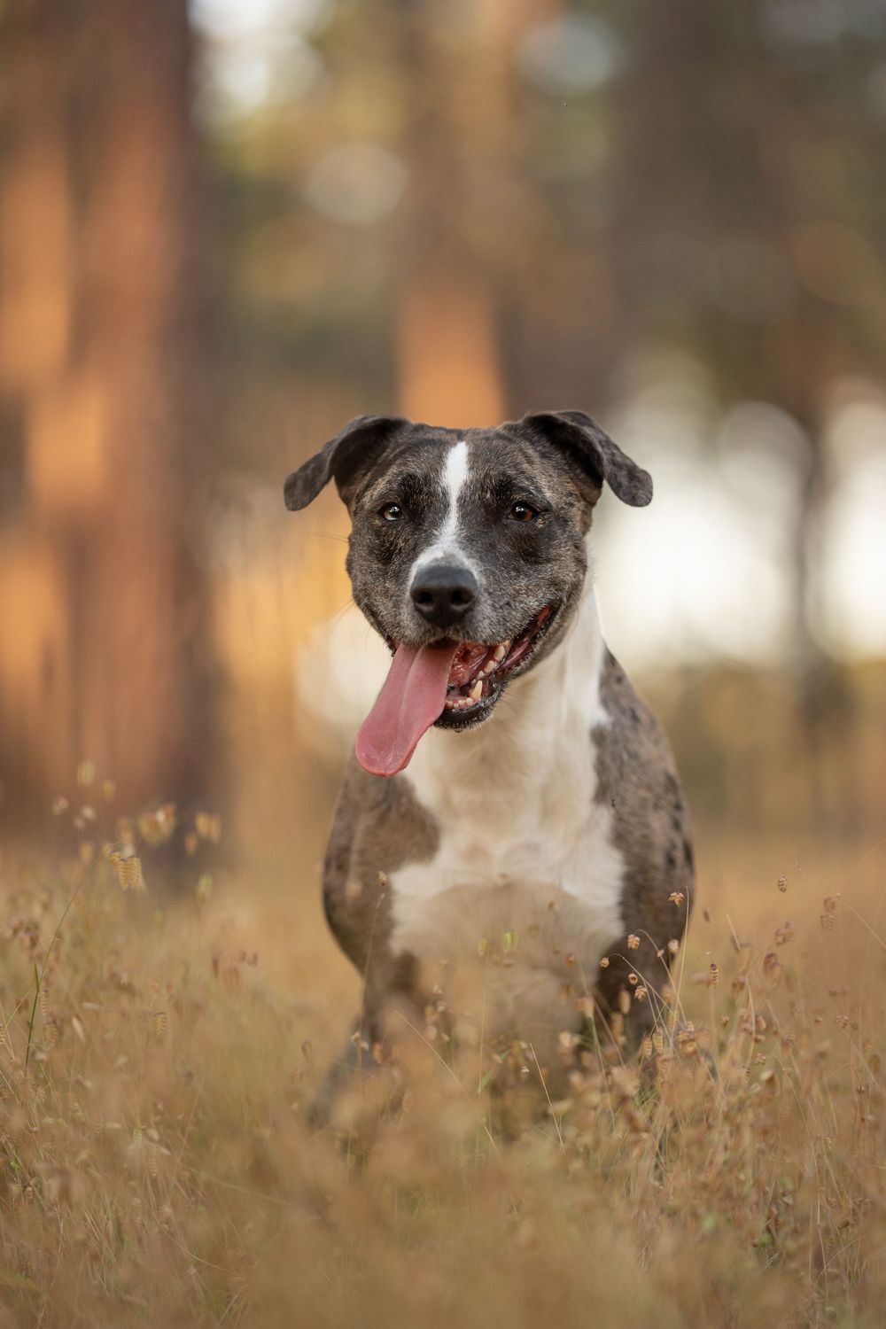 a mixed dog peeks through tall grass in golden sunlight with a happy expression.