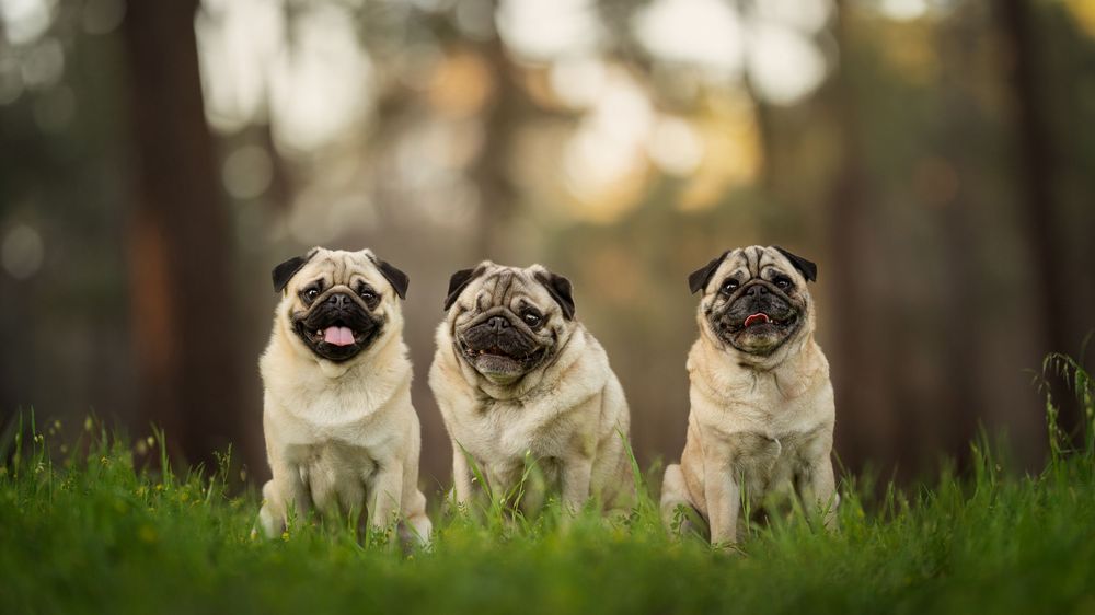 Adorable pug puppies dogs in a row on green grass with trees in the background.