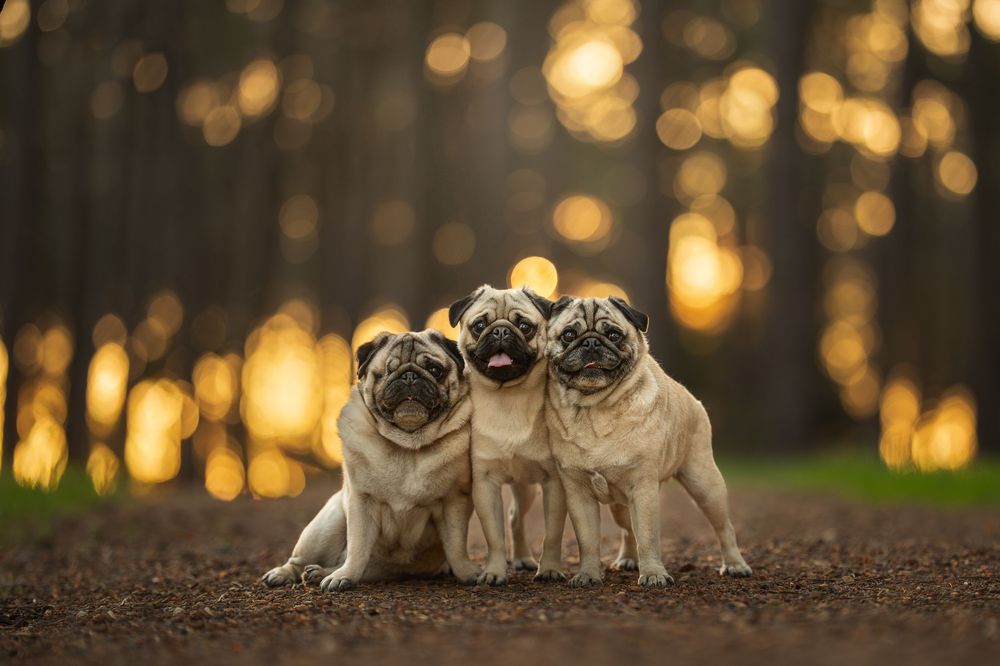 Three adorable pug dogs sit together on a dirt path with golden bokeh lights in the forest background at Gnangara Pines.