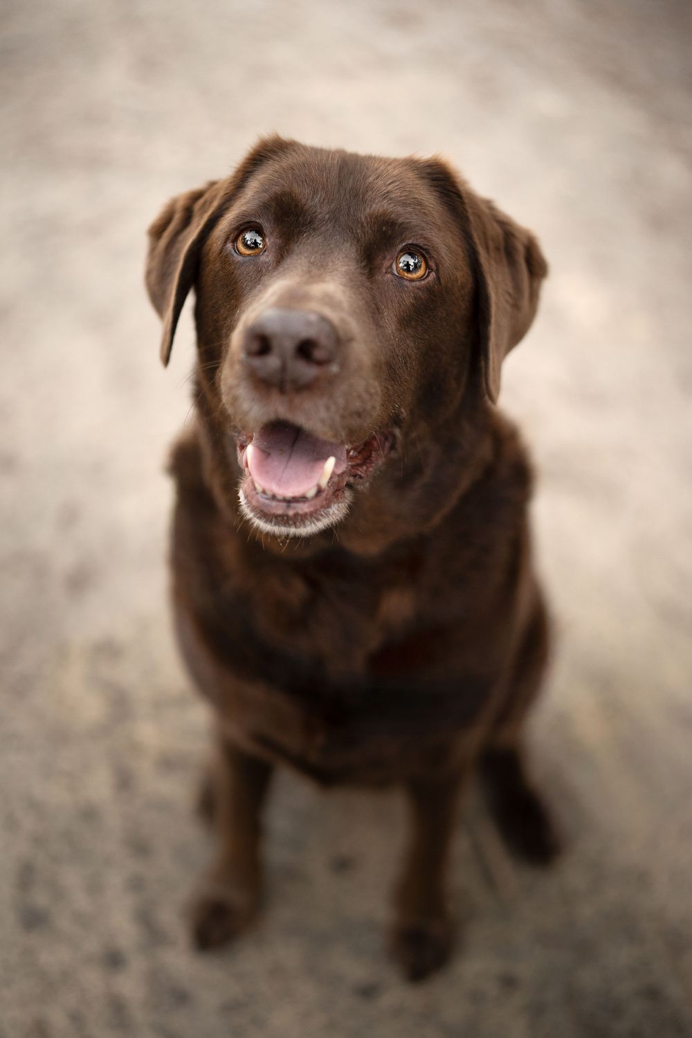 A chocolate Labrador retriever shows a happy smile in a portrait photo.