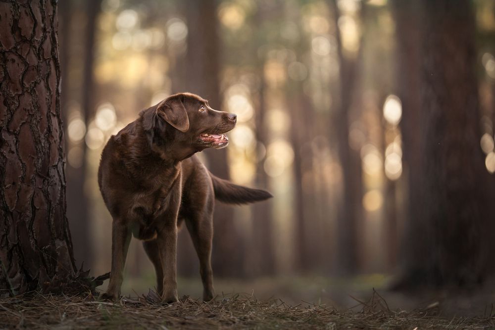 A brown Labrador stands alert in a forest setting during golden hour, creating a mystical atmosphere.