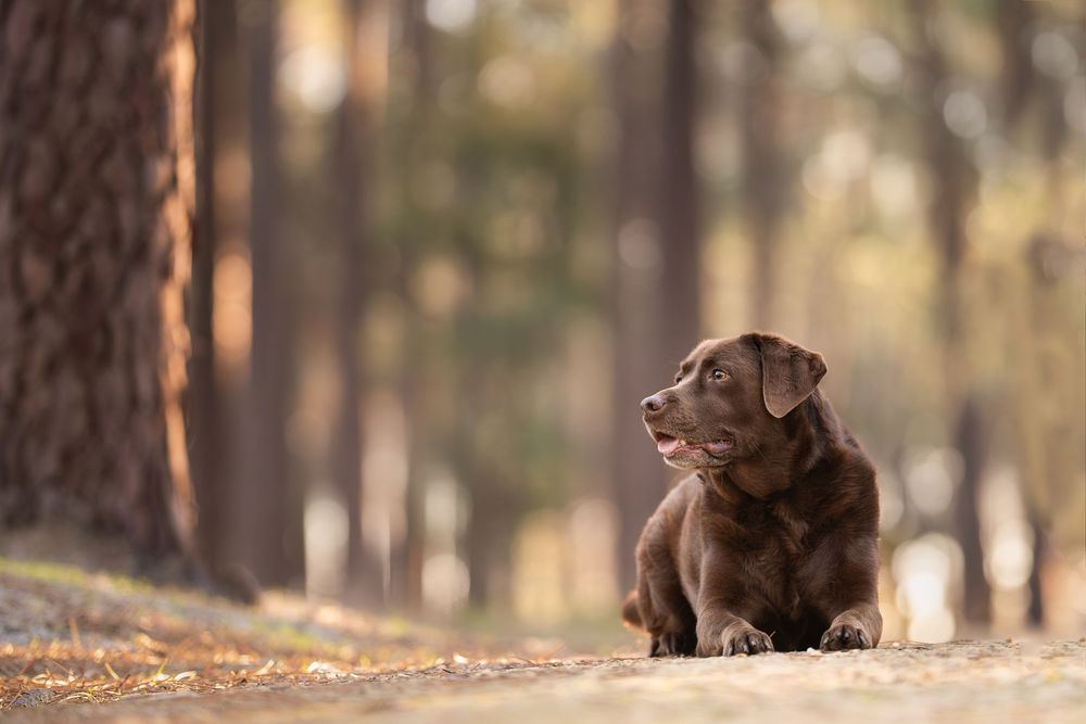 A chocolate Labrador retriever lied in an autumn coloured forest trail.