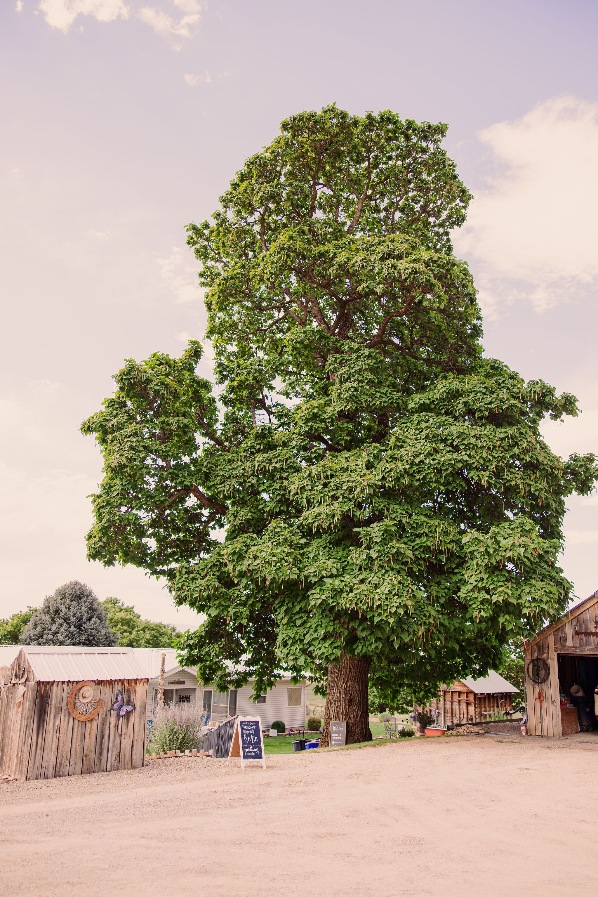 Four sequential panoramic images of a large green tree in a dirt lot with wooden fences and playground equipment visible.