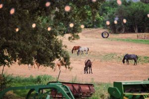Horses graze peacefully in a dry field with trees visible in the background during sunset hours.