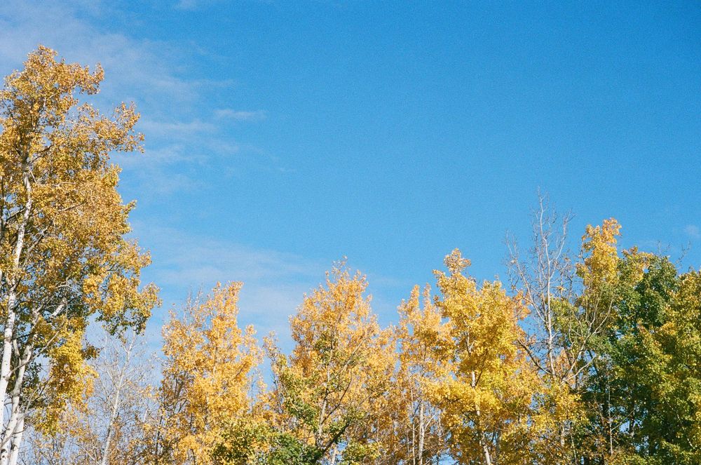 Colorful yellow and green autumn treetops against bright blue sky on clear fall day.