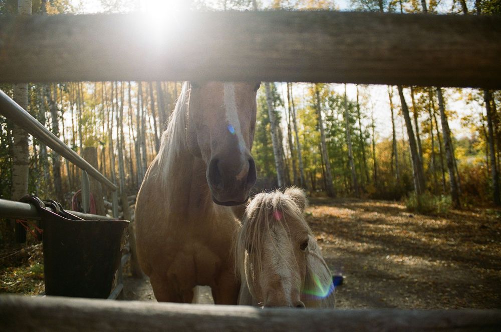Two horses peering through a wooden fence rail in a sunlit autumn forest paddock.
