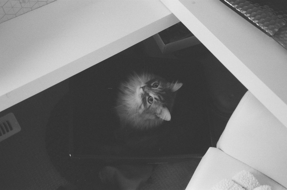 Black and white photo of a fluffy cat looking up from beneath a staircase.