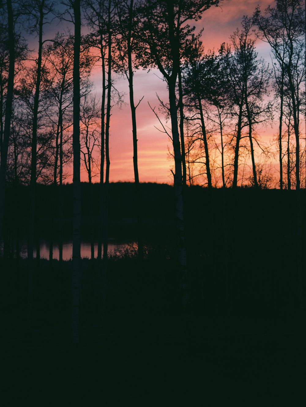 Silhouette of bare trees against a vibrant orange and pink sunset sky reflected on a calm lake.