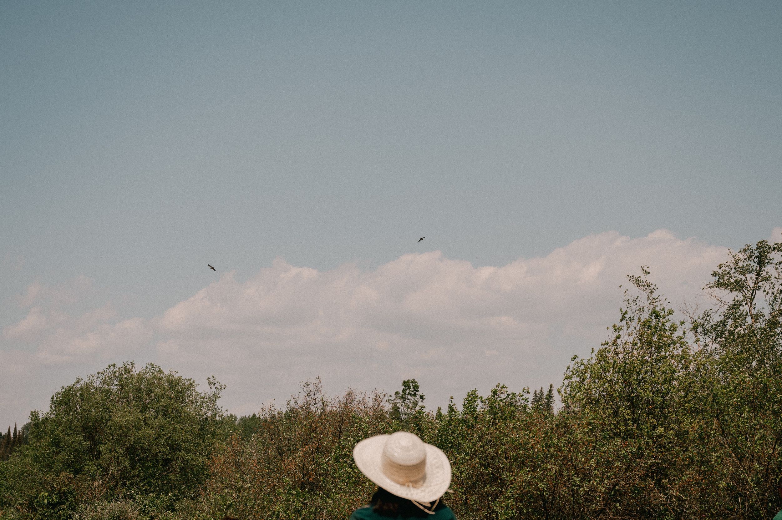 A wide-brimmed straw hat peers up at birds flying against a cloudy summer sky with green trees below.